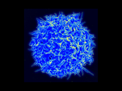 T cell_547x410