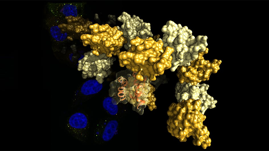 Tankyrase 3D structure