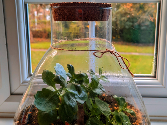 Caption for: Science Writing Prize 2022 – Unsealing the terrarium