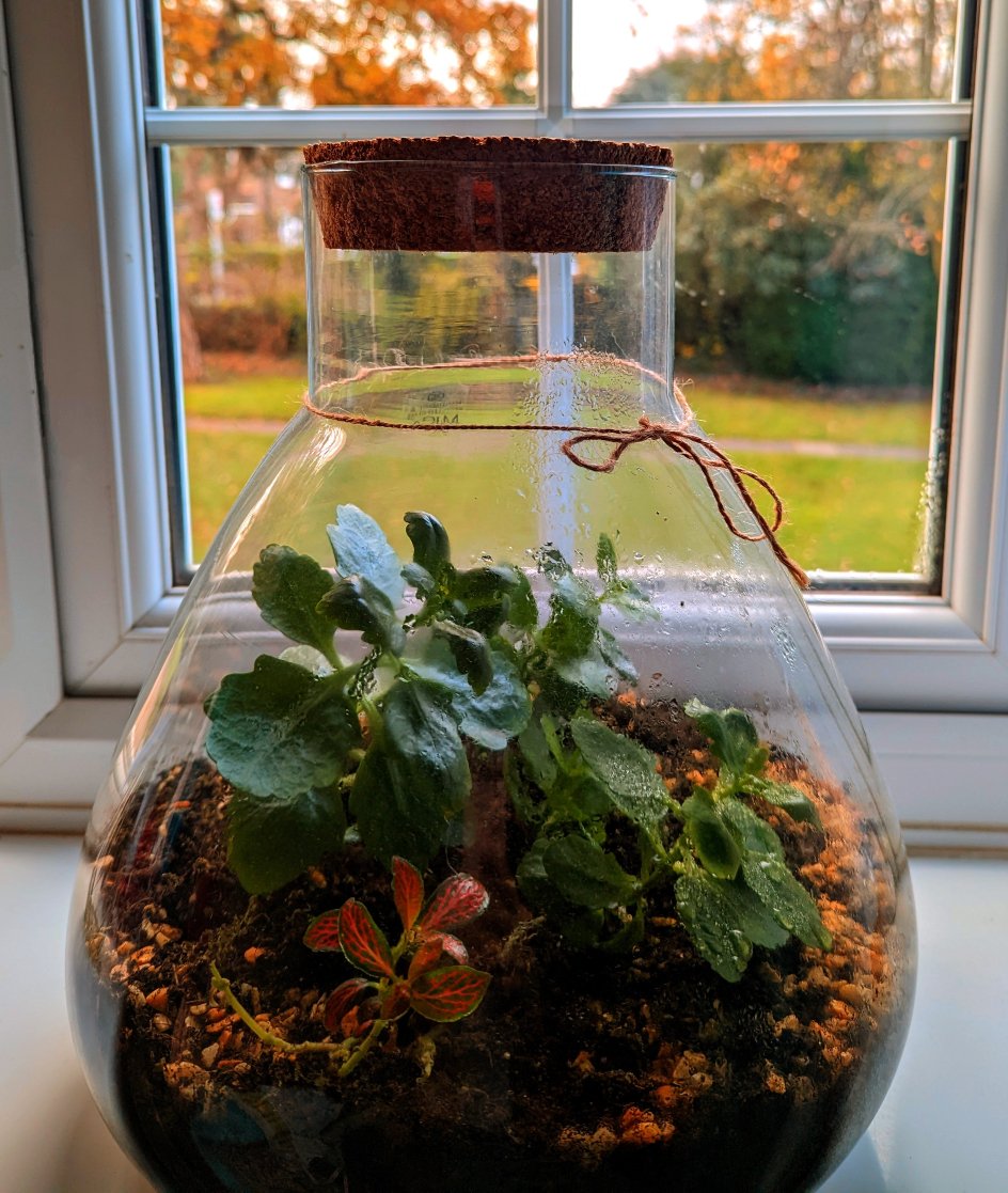 Photo of a glass terrarium with plants, pebbles and soil inside