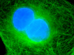 Cell division (green 4.3)