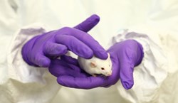 Five ways we’ve been talking about animal research 